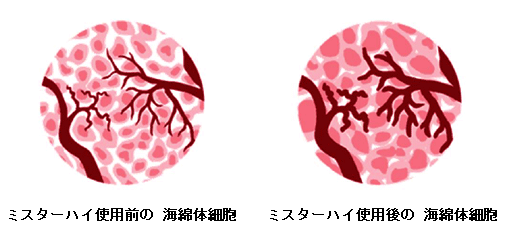 �~�X�^�[�n�C�g�p�O��ɂ�����C�ȑ̍זE�̕ω�